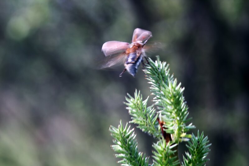Beetle on Pine Branch