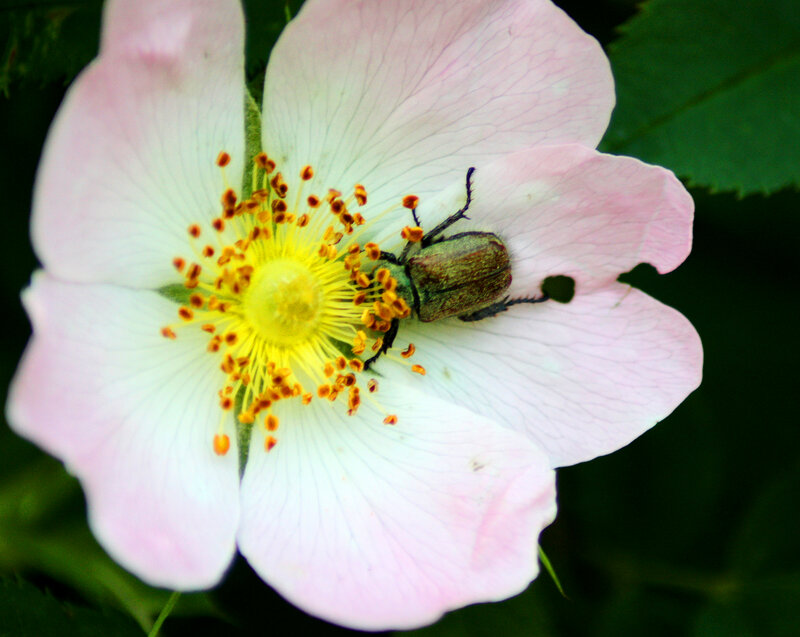 Beetle on Pink Flower — Calm