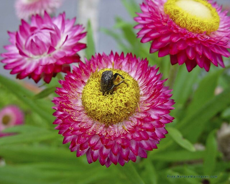 Beetle on Pink Flower — Natural