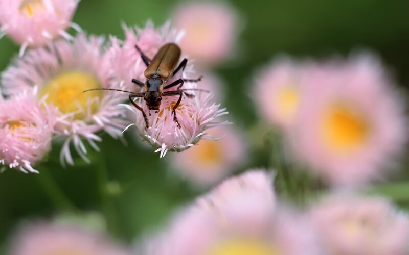 beetle on pink flower