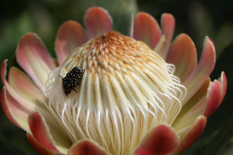 Beetle on Protea Flower