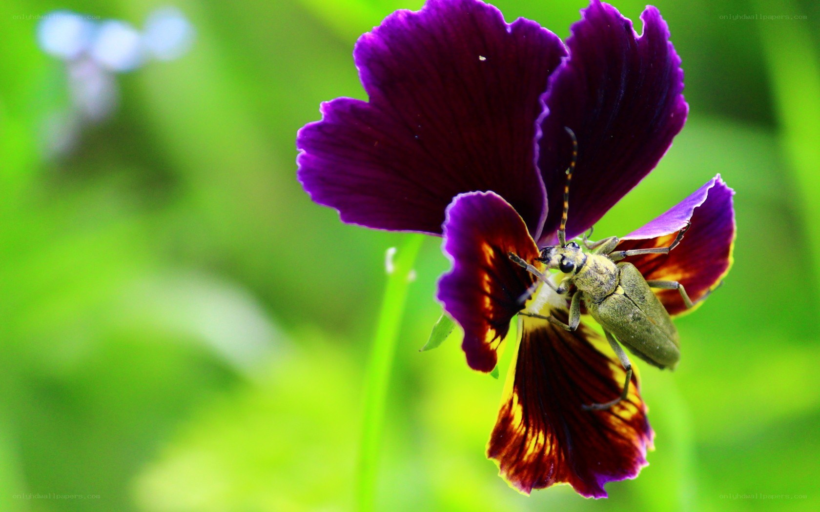beetle on purple flower