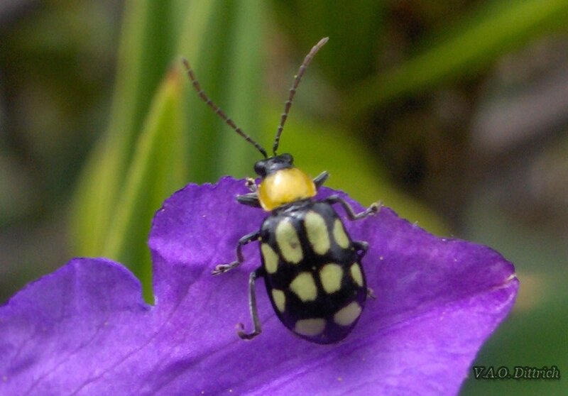 Beetle on Purple Flower — Calm