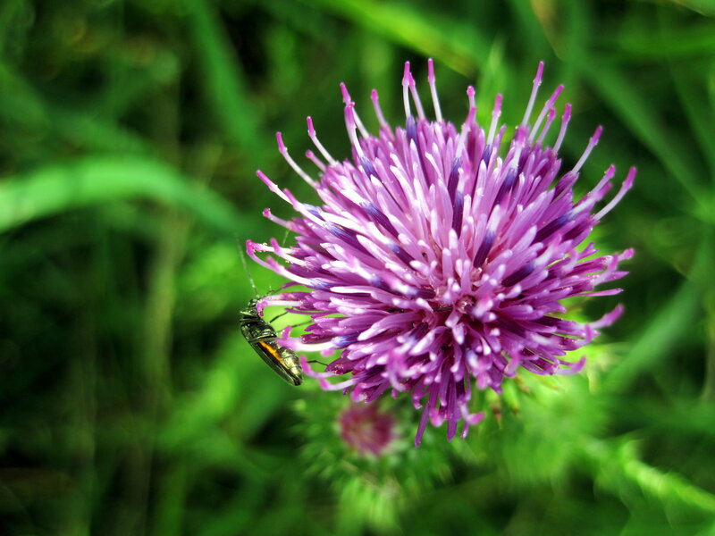 Beetle on Purple Flower — Natural