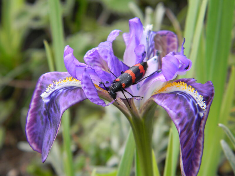 Beetle on Purple Iris