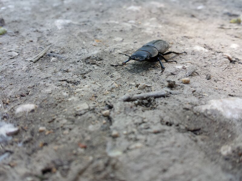 beetle on sandy ground