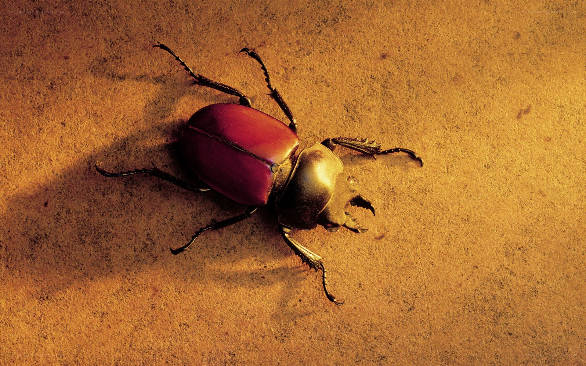 beetle on sandy surface