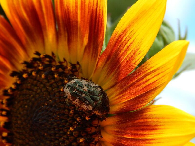 Beetle on Sunflower