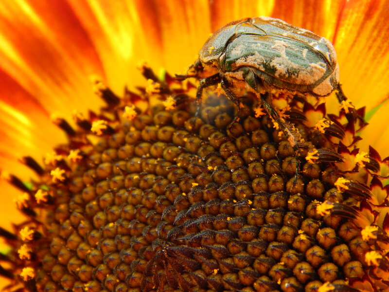 Beetle on Sunflower — Yellow