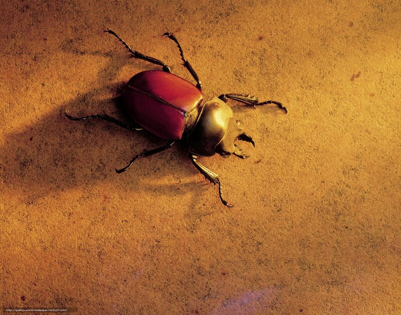 beetle on textured surface