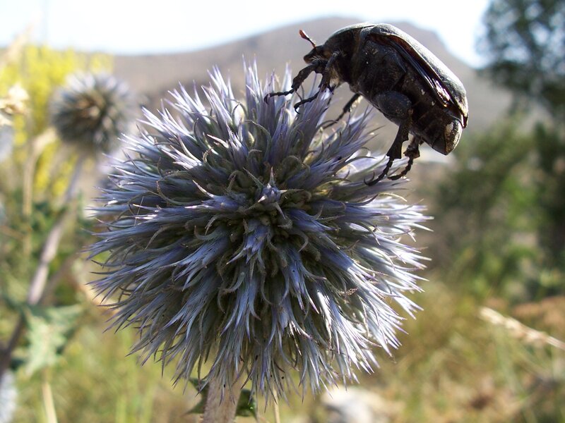 Beetle on Thistle Flower