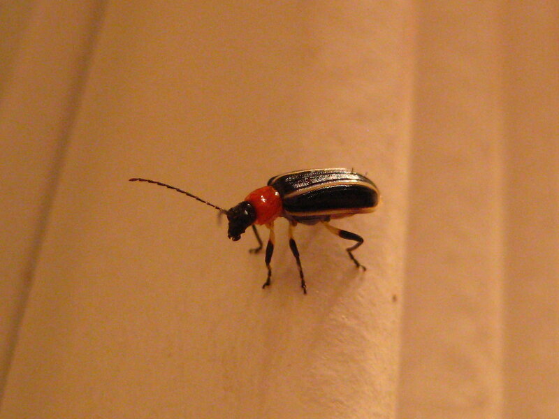 Beetle on Wall