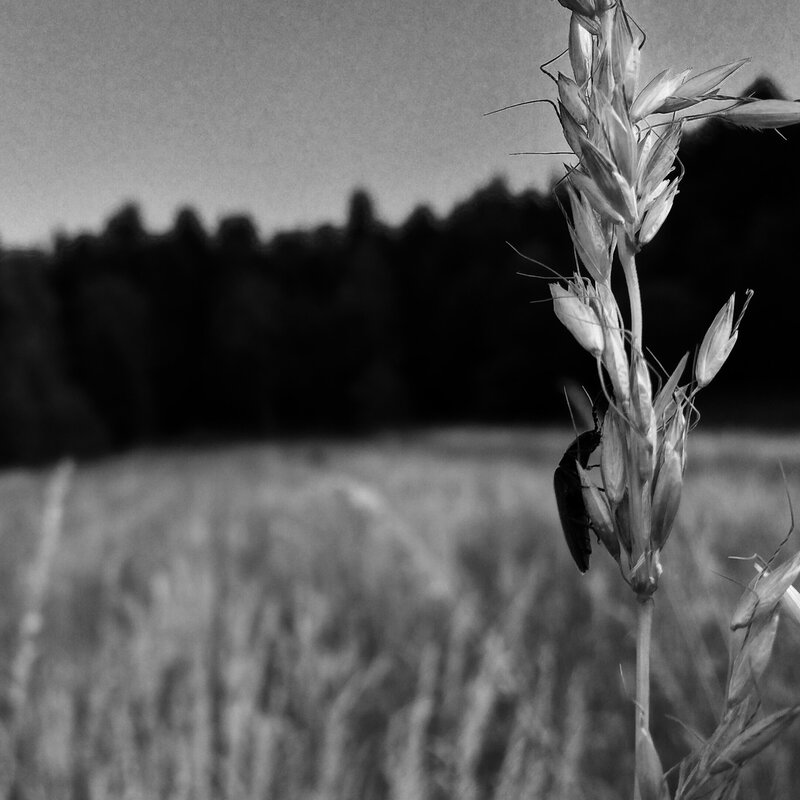Beetle on Wheat Stalk