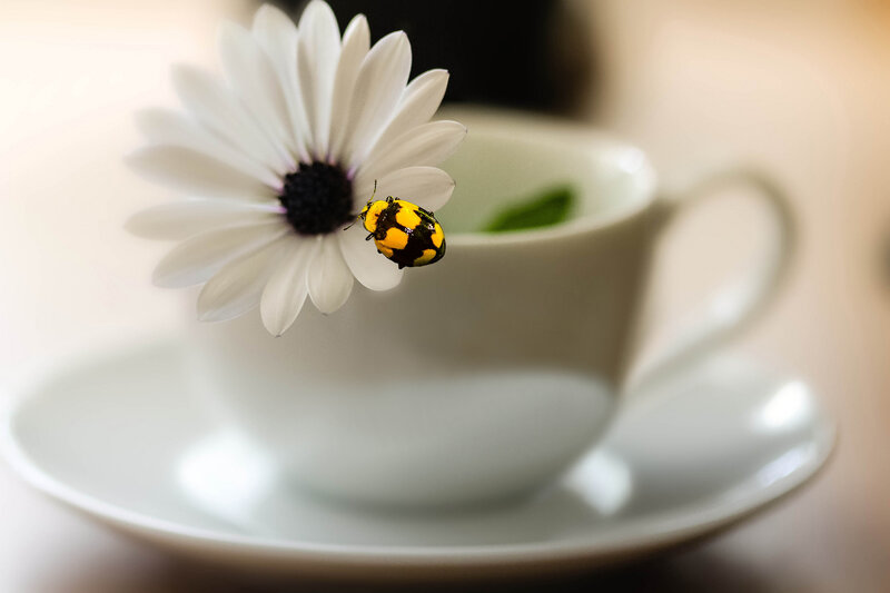 Beetle on White Flower — Serene