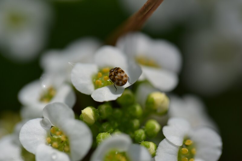 Beetle on White Flower