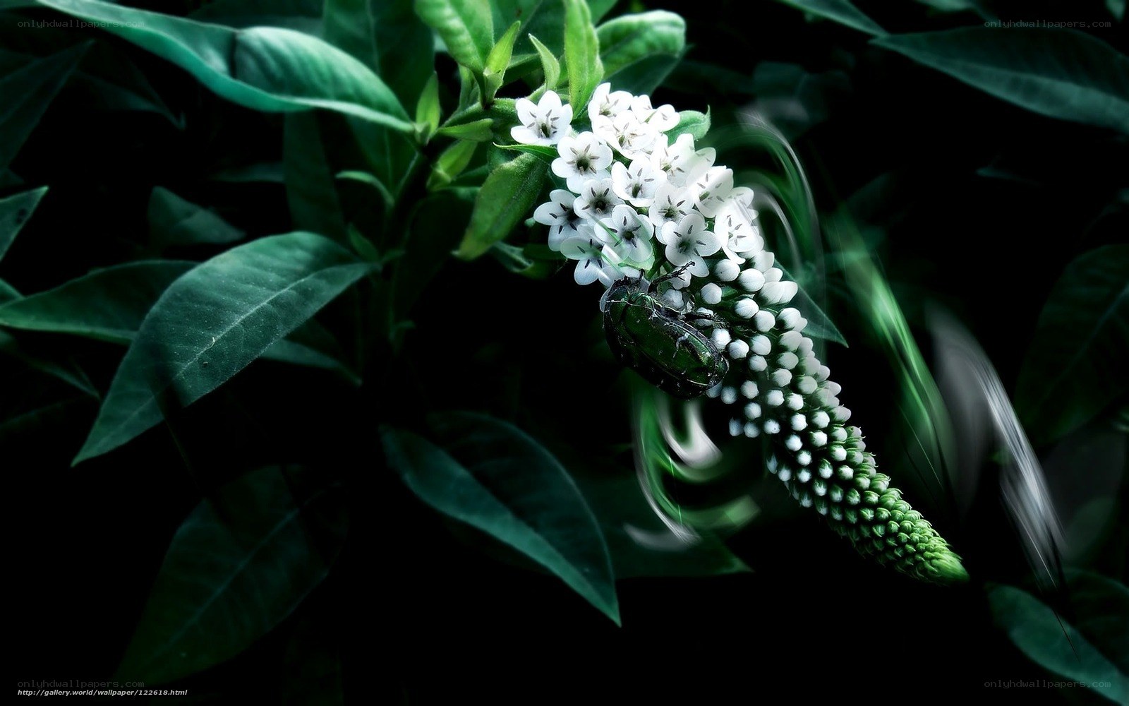 beetle on white flowers