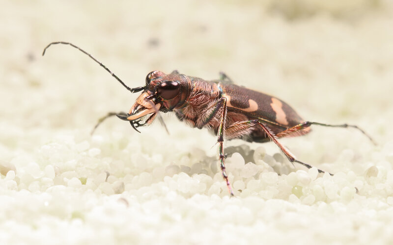 beetle on white gravel