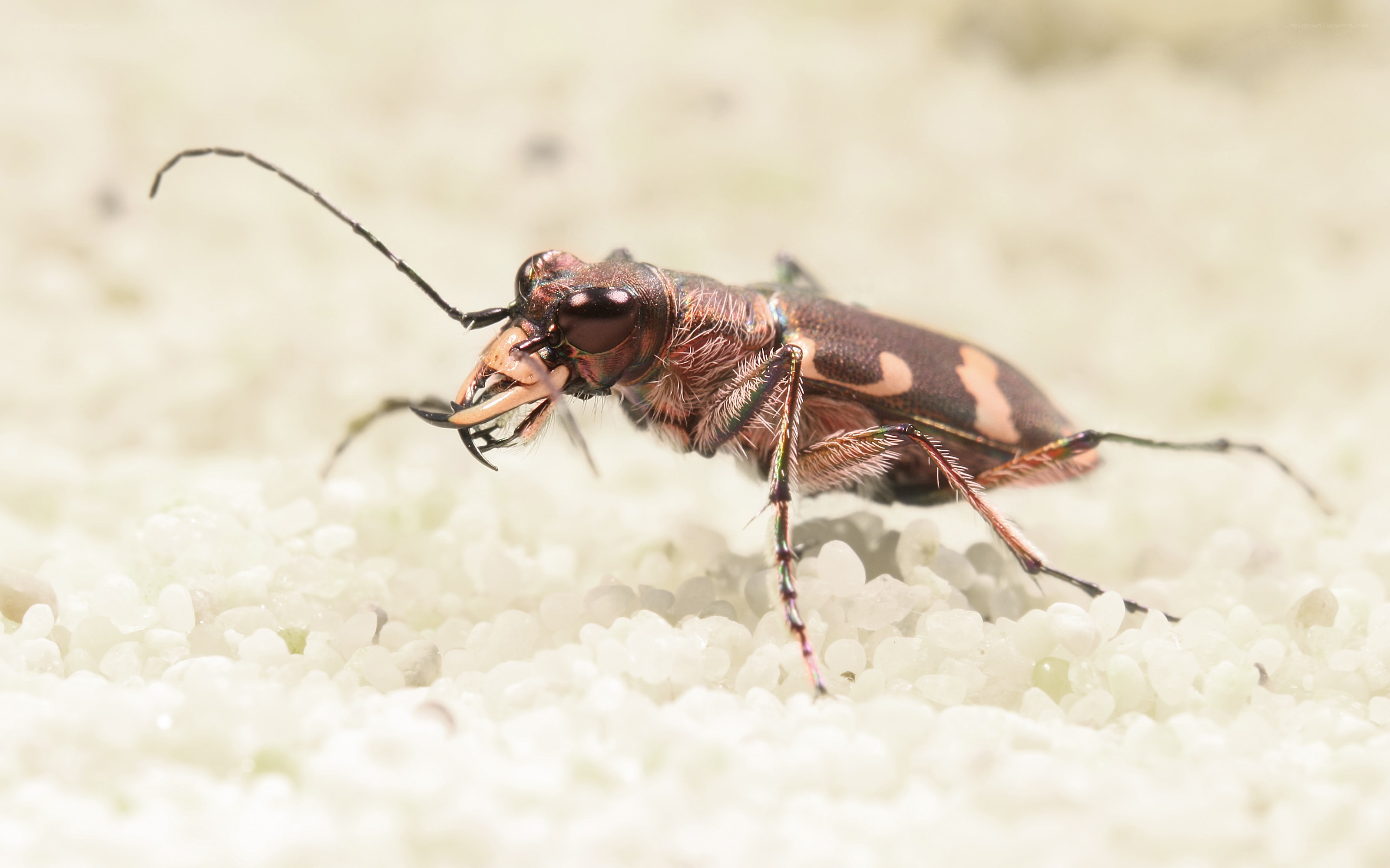 beetle on white gravel