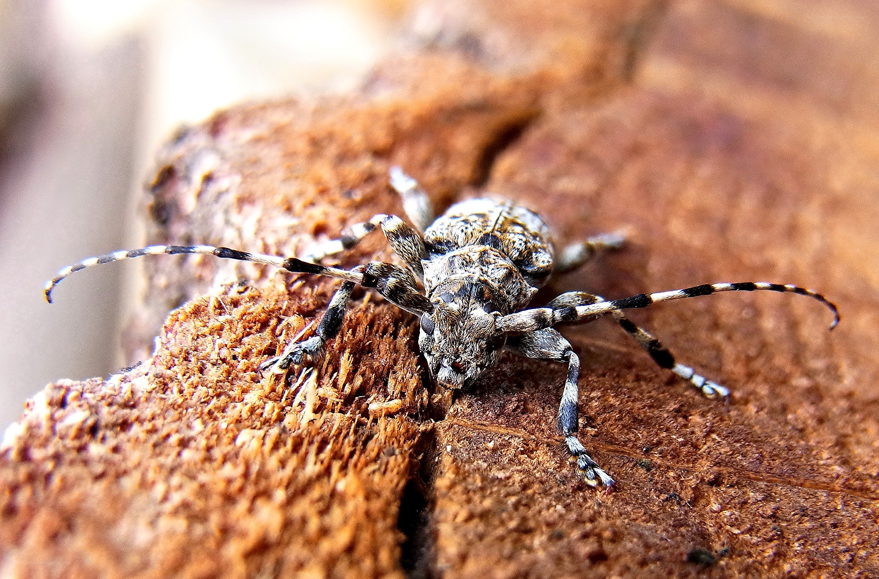 beetle on wooden surface