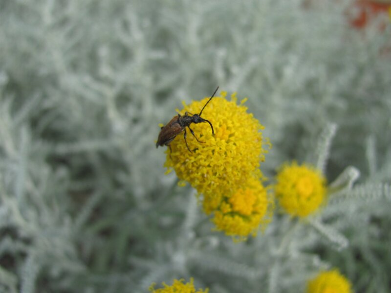 beetle on yellow flower
