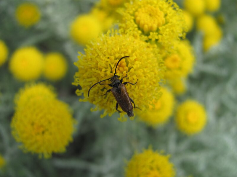 beetle on yellow flower