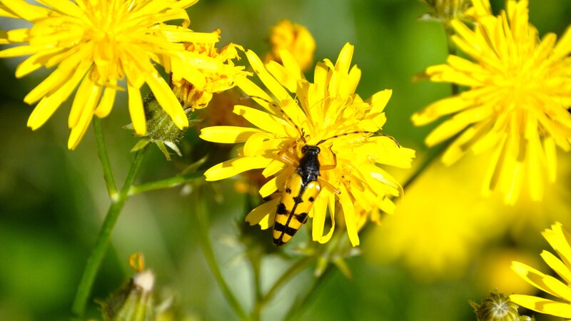beetle on yellow flower