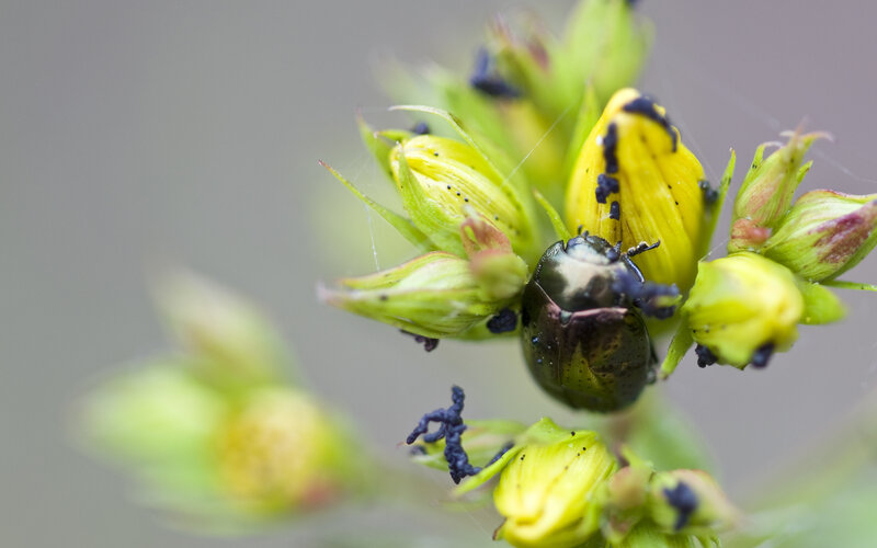 beetle on yellow flower buds
