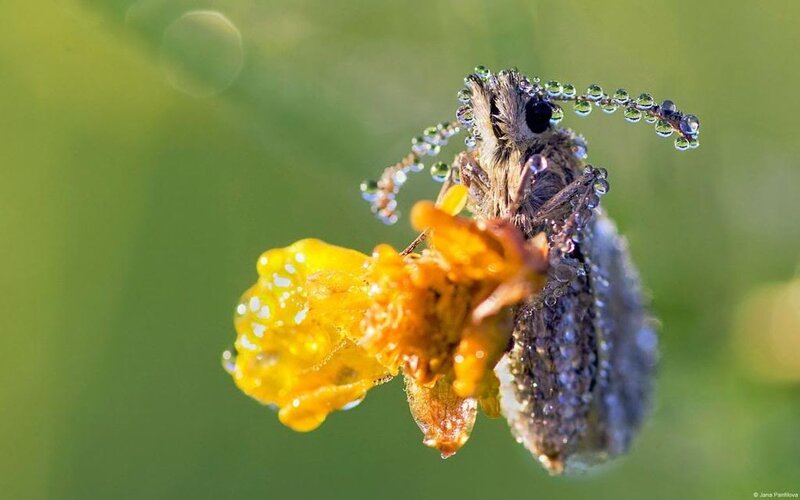 Beetle on Yellow Flower — Natural, Morning