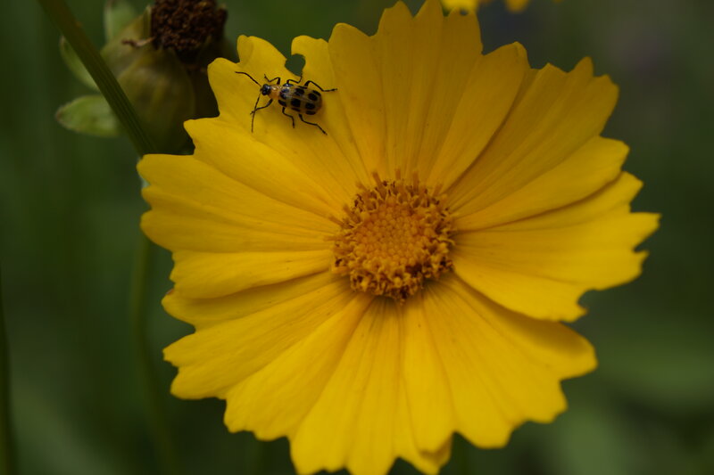 Beetle on Yellow Flower — Natural