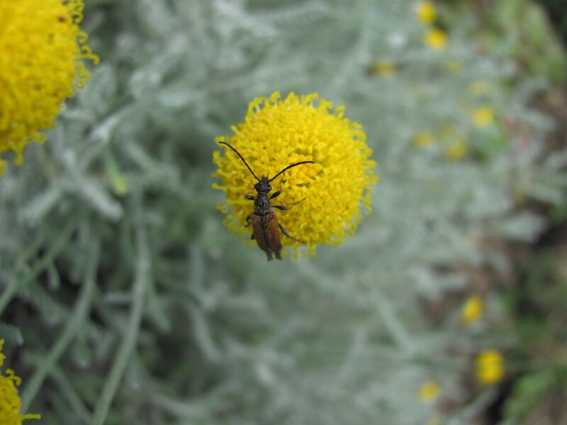 beetle on yellow flower