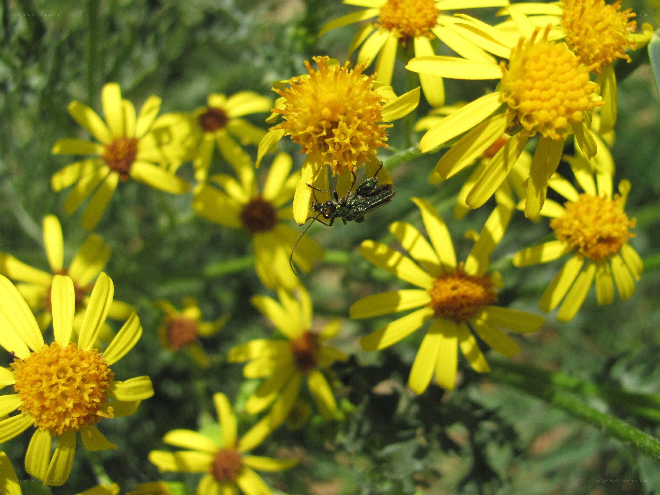 beetle on yellow flowers