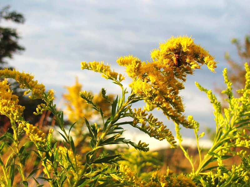 Beetle on Yellow Flowers — Serene