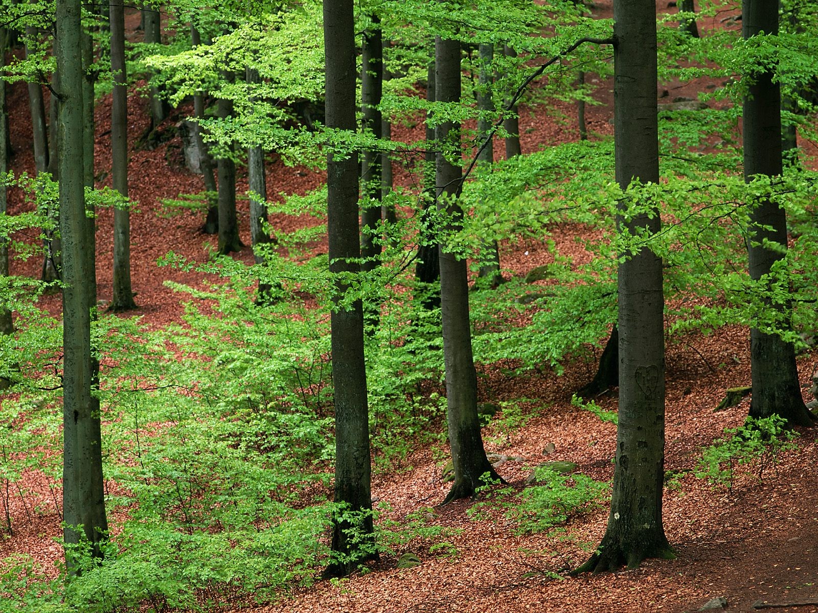 Beetle tree forest