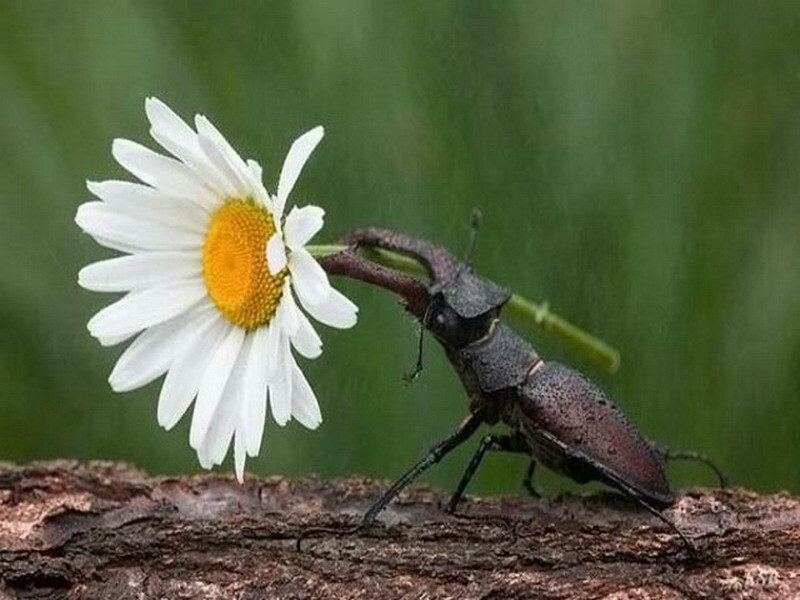 beetle with daisy flower
