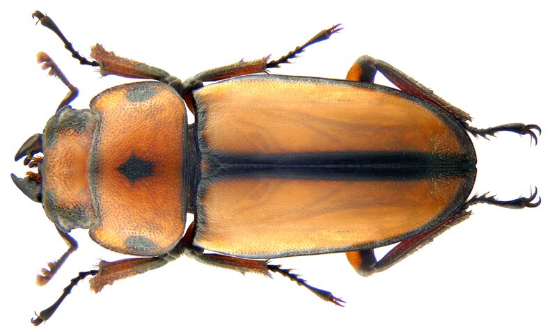 beetle with orange and black markings