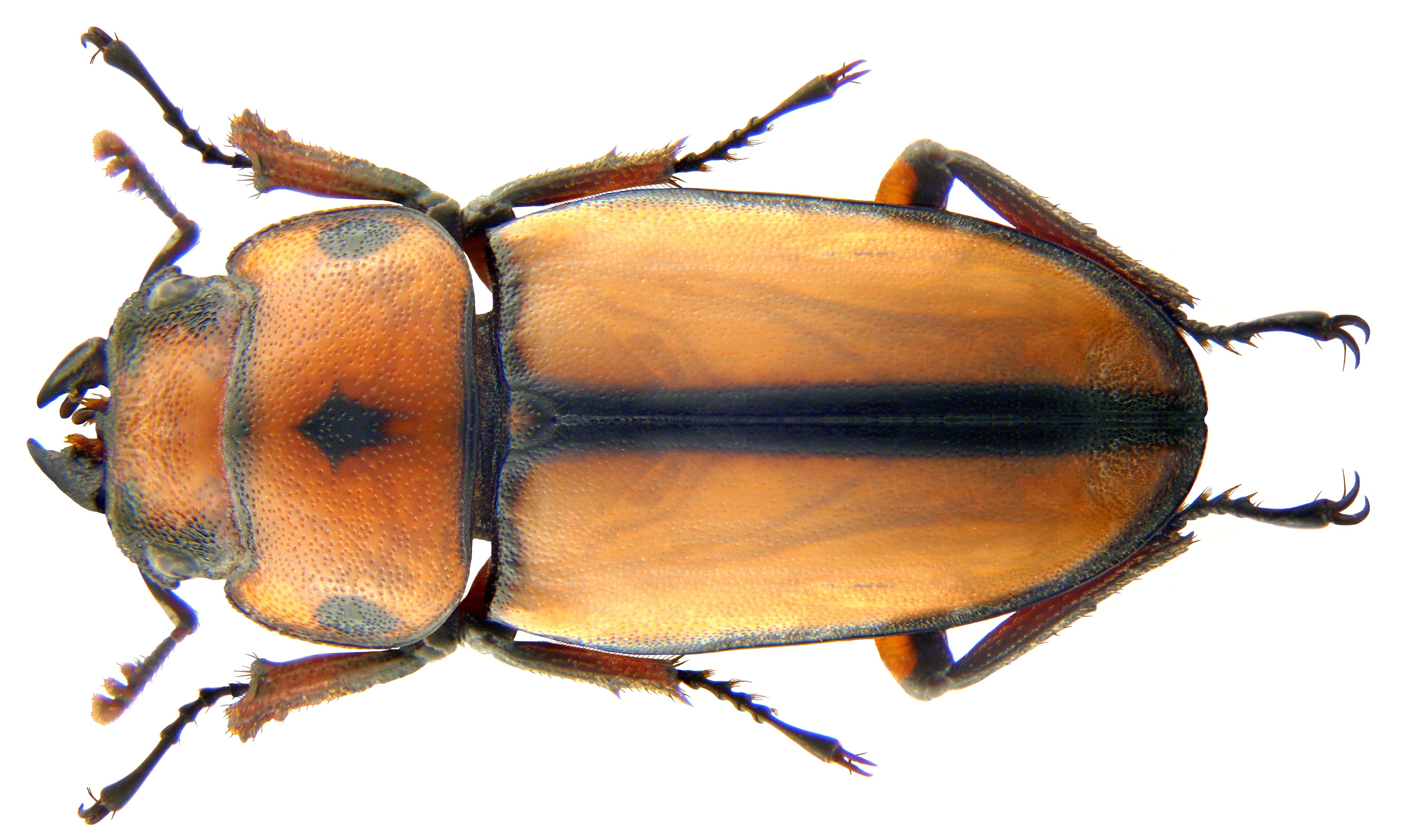beetle with orange and black markings