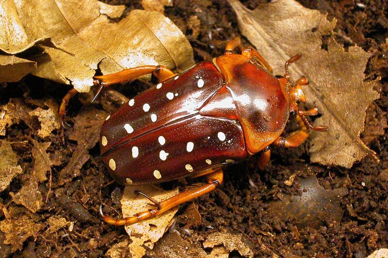 Beetle with white spots