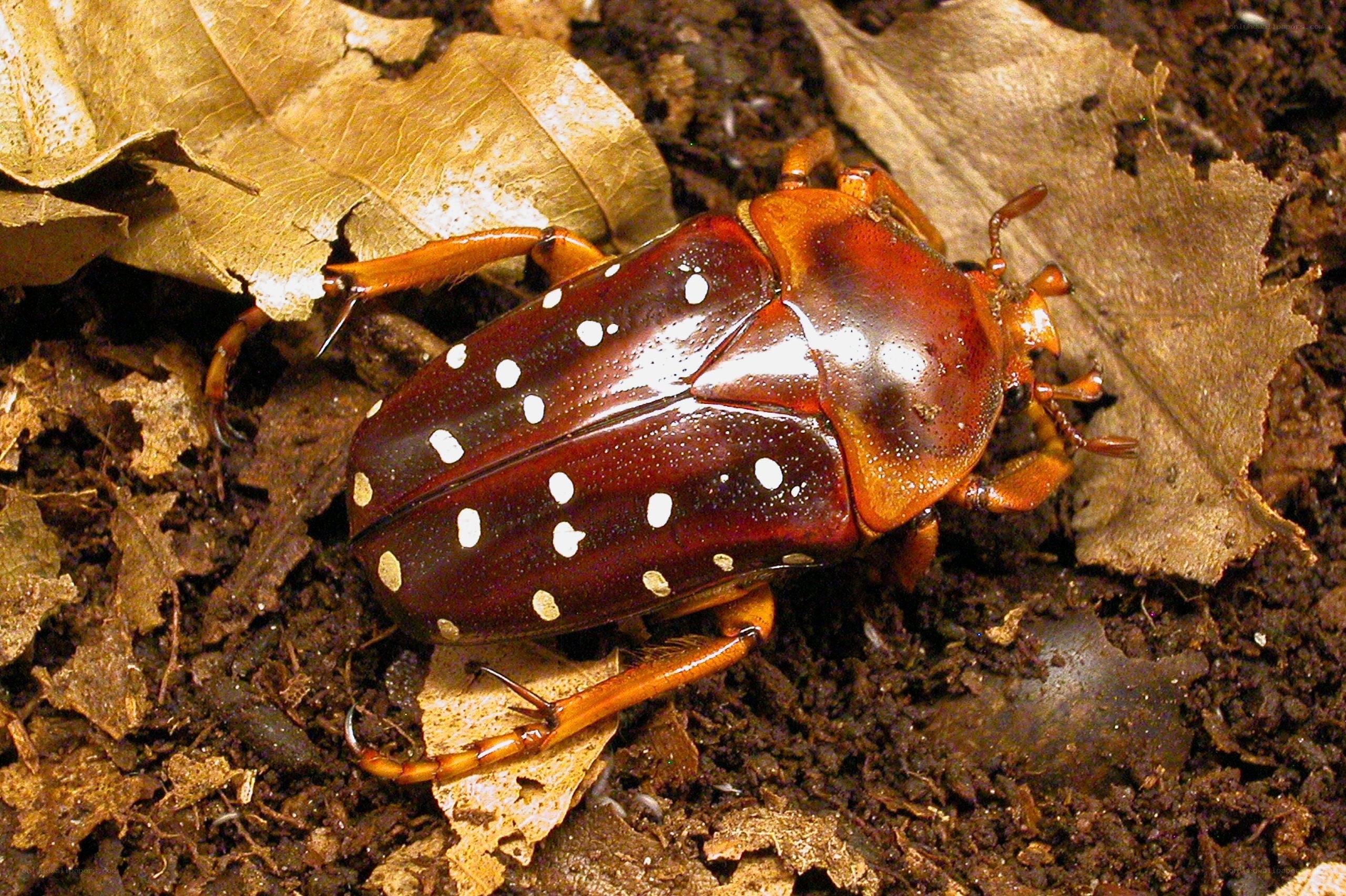 Beetle with white spots