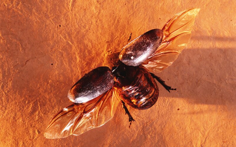 beetle with wings spread