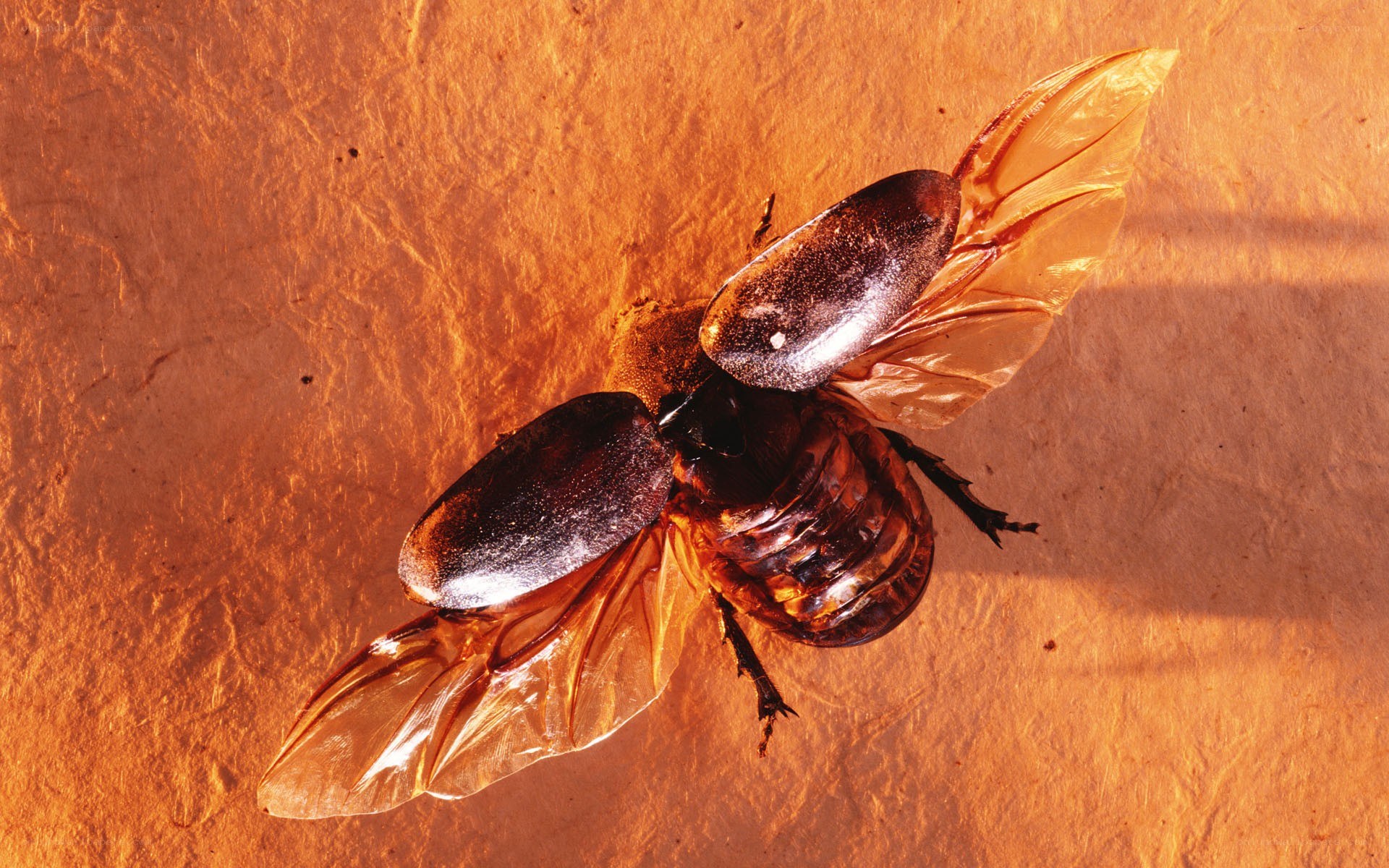 beetle with wings spread
