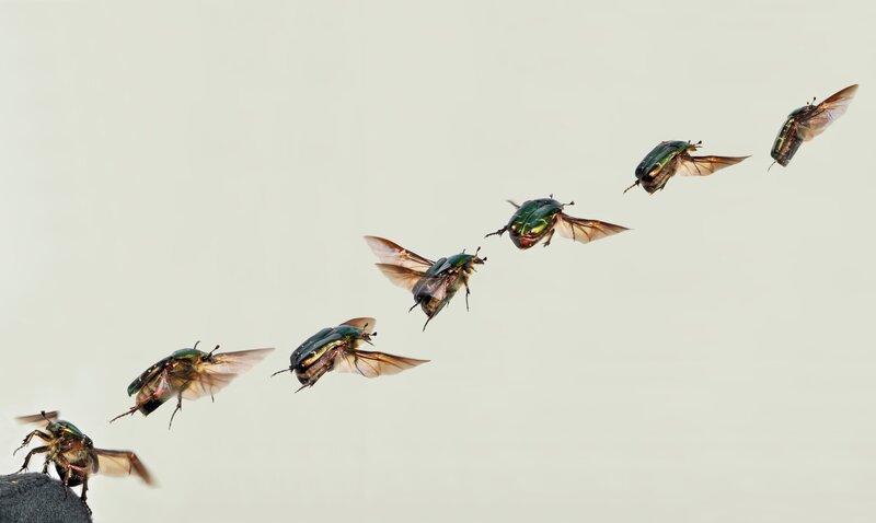 beetles in flight sequence