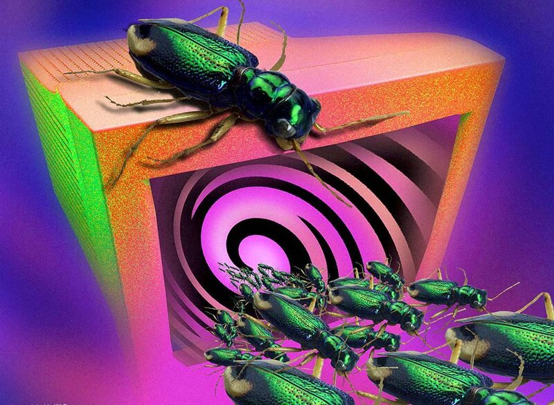 Beetles on a glowing box