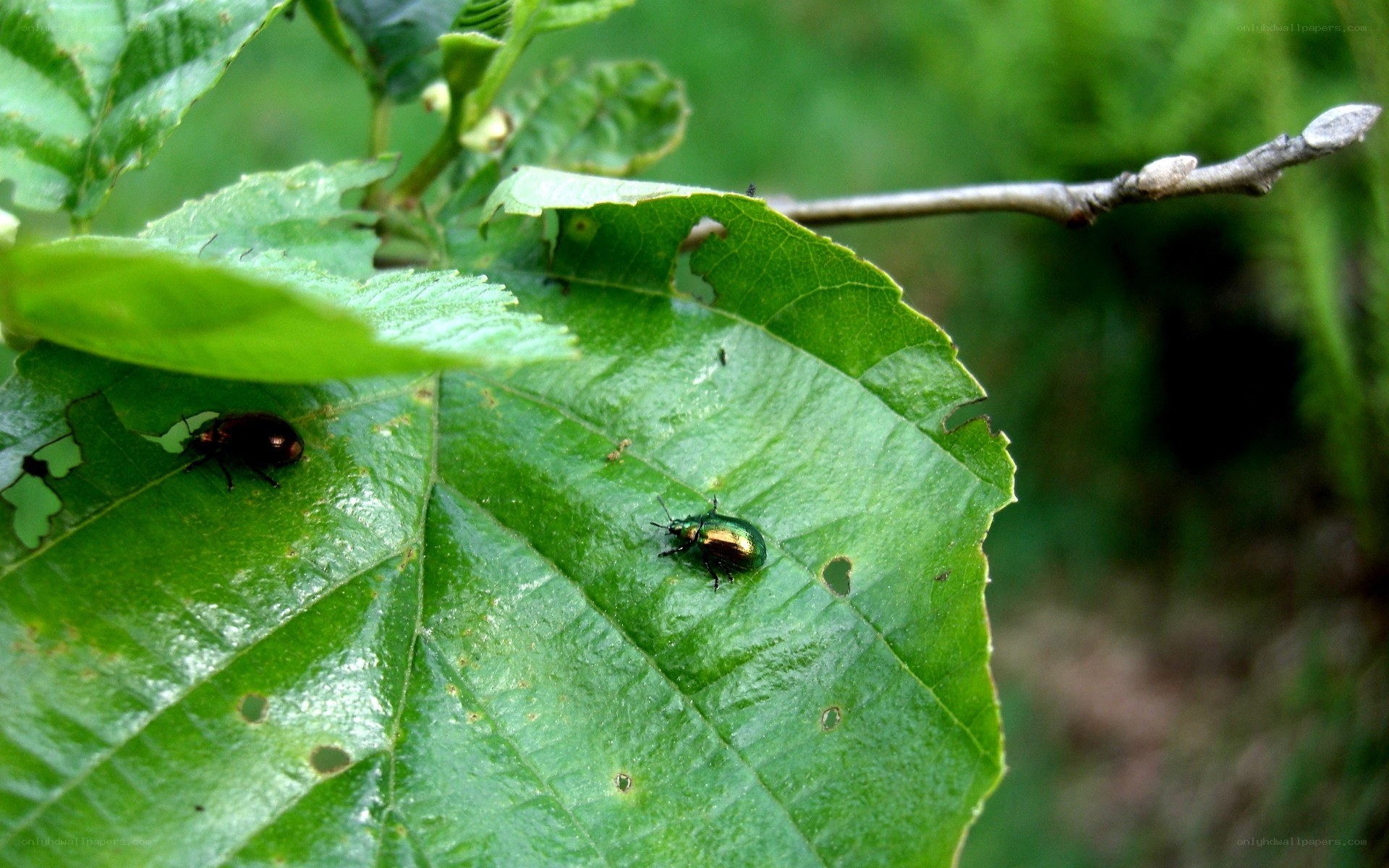beetles on a green leaf