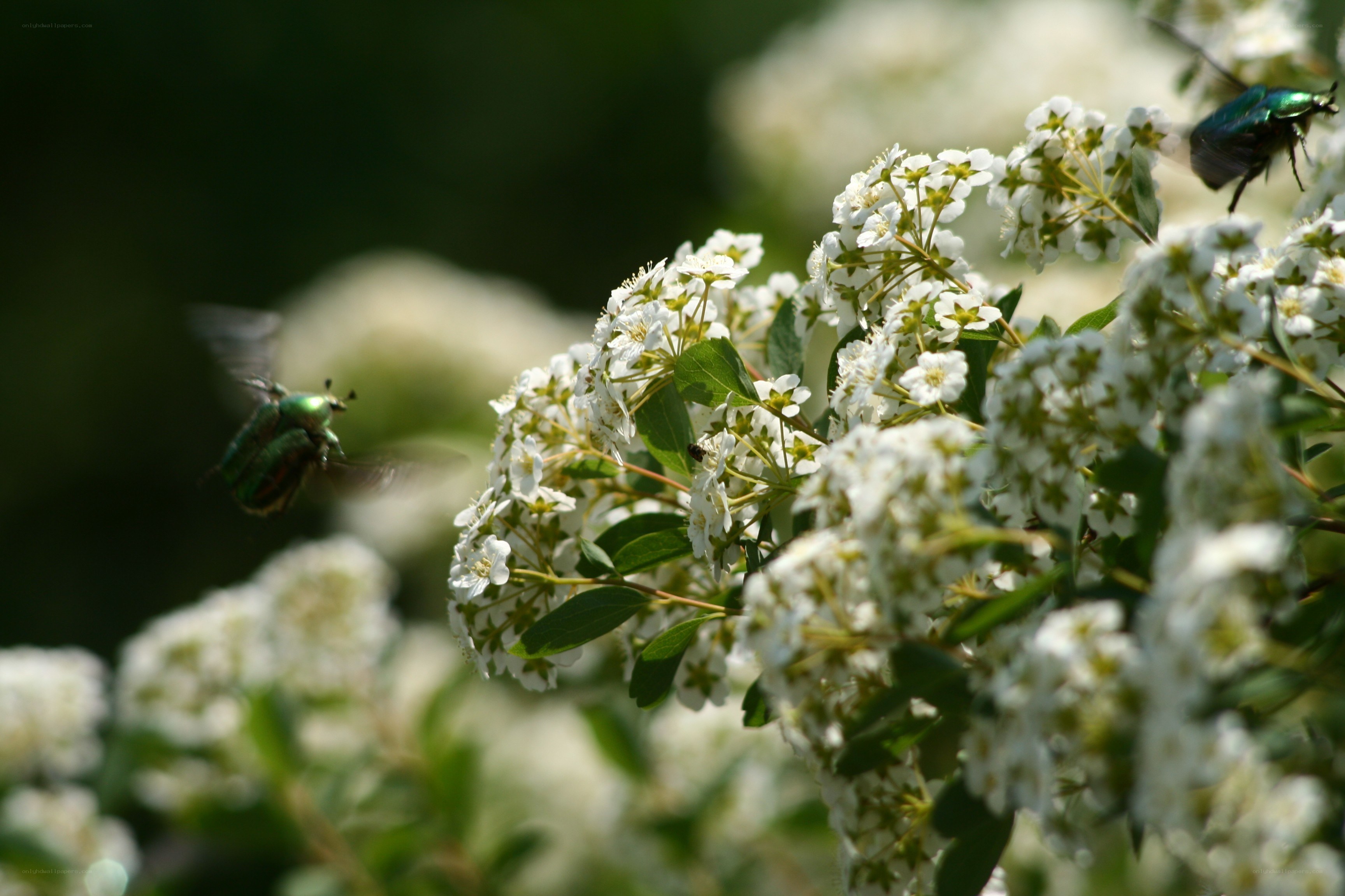 Beetles on white flowers