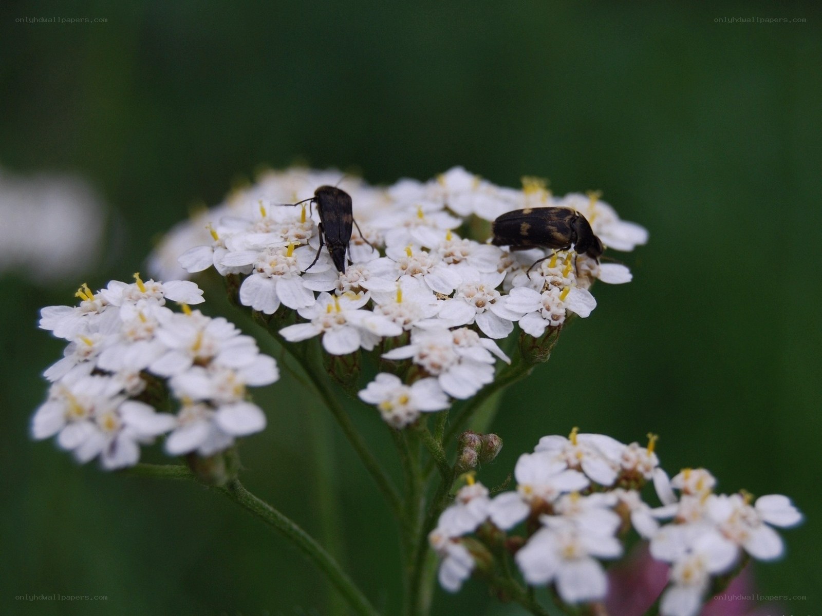 beetles on white flowers