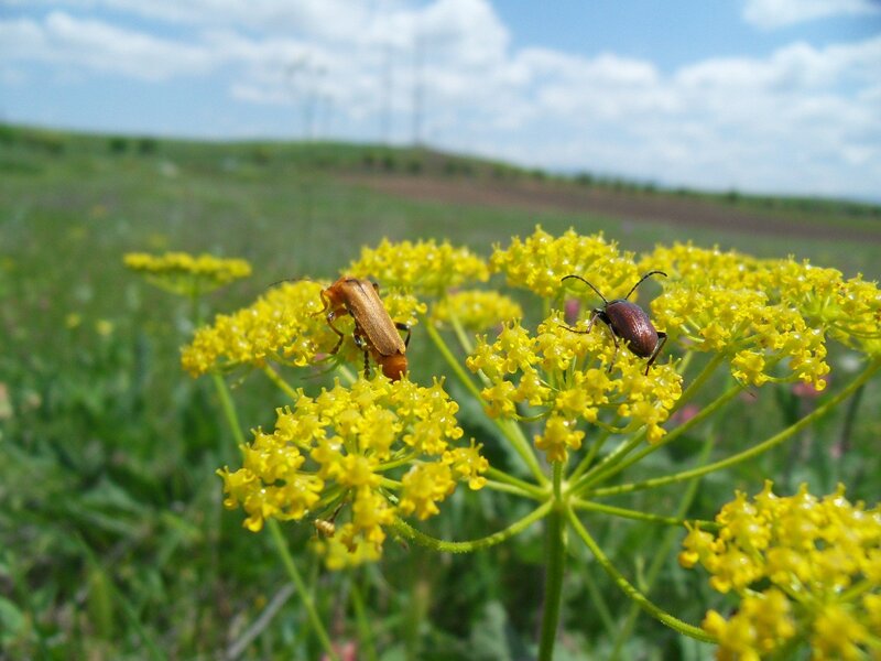 Beetles on yellow flowers