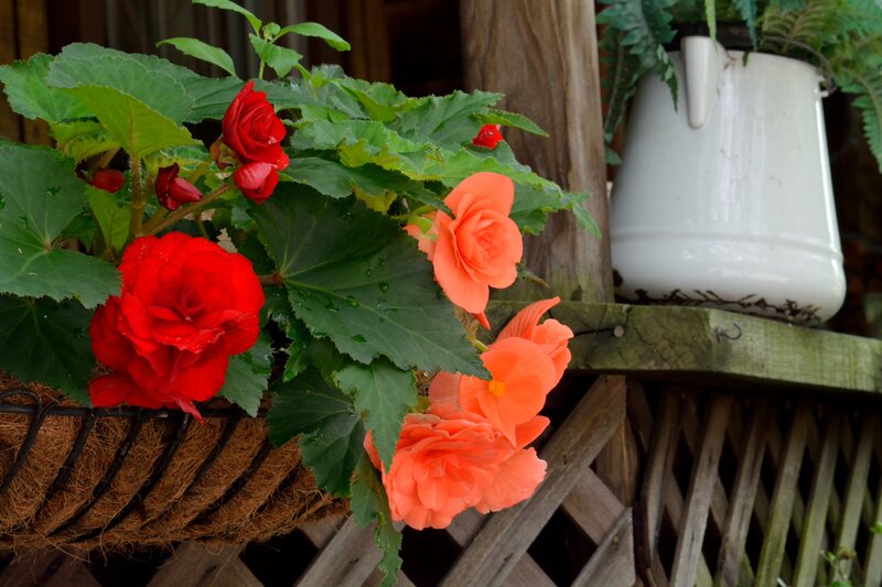 Begonia Flowers in Basket — Red