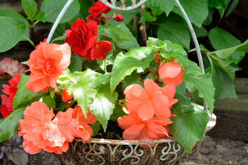 Begonia Flowers in Basket — Red, Vibrant
