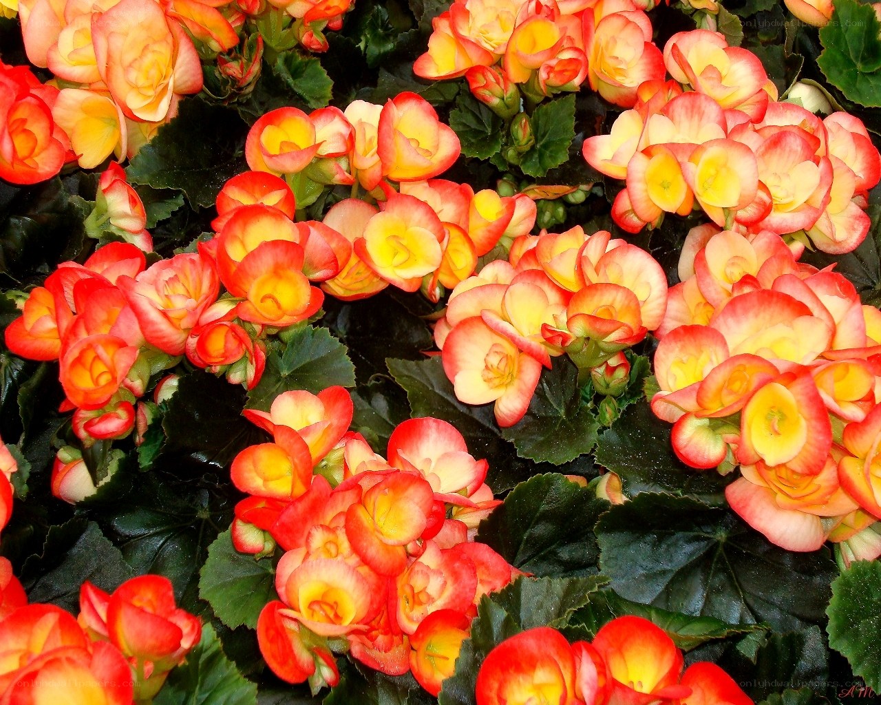 Begonia flowers in bloom