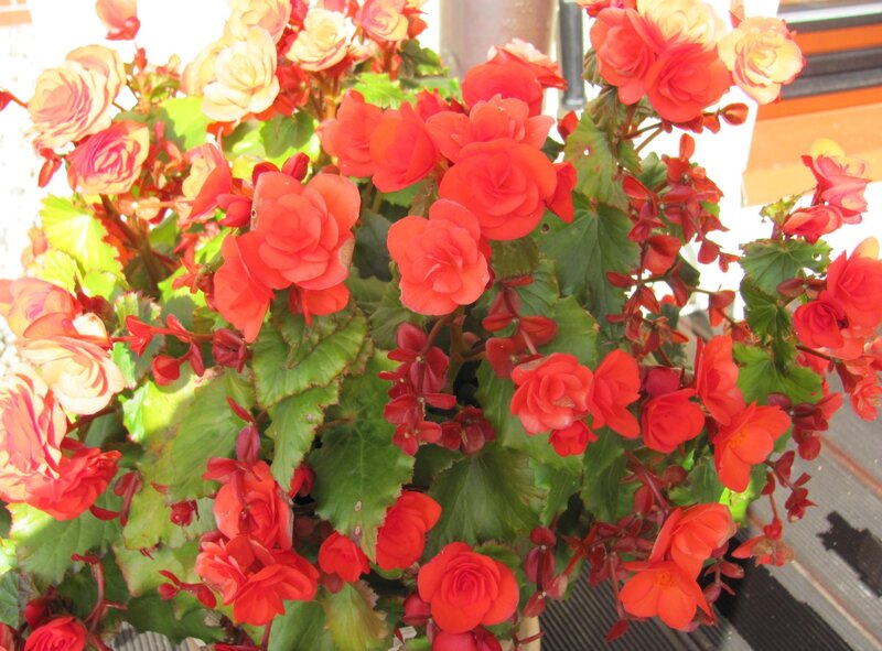 Begonia flowers in bloom